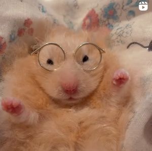 Meet your Posher, Lynette